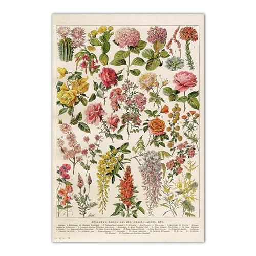 BaoFufc Rahmenloses Papierposter, Blumenposter, Pflanzenposter, pädagogische Referenztafel, Klassenzimmer-Wanddekoration, Studentendekoration, Abschnitt 10-13 x 18 cm BaoFufc Rahmenloses Papierposter, Blumenposter, Pflanzenposter, pädagogische Referenztafel, Klassenzimmer-Wanddekoration, Studentendekoration, Abschnitt 10-13 x 18 cm von BaoFufc