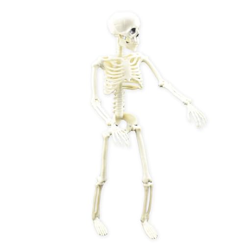 Befeixue Bewegliche Skelettfigur | Indoor bewegliches Skelett Ganzkörper mit beweglichem Gelenk - Realistisches Skelettfigurenspielzeug für Zuhause, Büro, Partybevorzugung, Garten von Befeixue