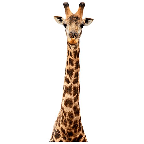 Bilderwelten Wandtattoo Giraffenkopf Wandtattoo Wandsticker Afrika Safari Giraffe Tiere, Größe HxB:70cm x 22cm von Bilderwelten
