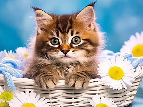 Bimkole DIY 5D Diamond Painting Zubehör Biberkatze, Blumentiere Diamant Malerei Kit Voll Runde Bohrer Malen nach Zahlen Malerei Stickerei Kreuzstich Diamond Dekoration 30X40 cm Bimkole DIY 5D Diamond Painting Zubehör Biberkatze, Blumentiere Diamant Malerei Kit Voll Runde Bohrer Malen nach Zahlen Malerei Stickerei Kreuzstich Diamond Dekoration 30X40 cm von Bimkole