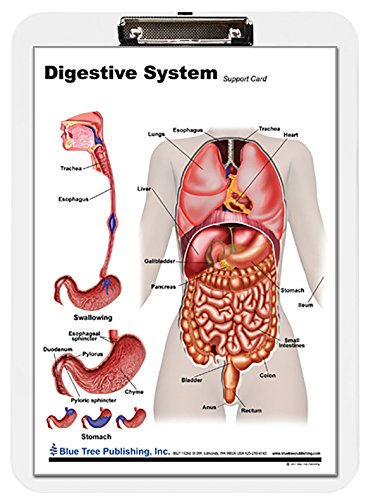 Blue Tree Publishing Anatomy of the Digestive System and Colon Model set (A4 Clipboard) von Blue Tree Publishing