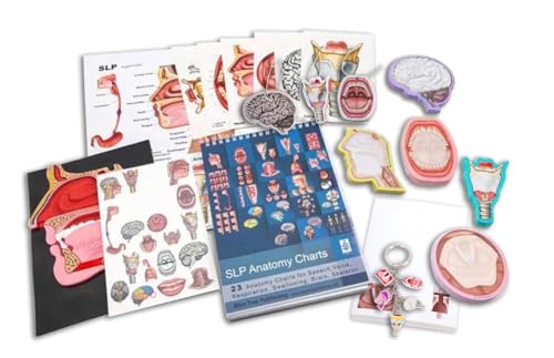 Sprechsprache Pathologie Geschenk und Bildung Box Set Gehirn, Kopf, Kehlkopf, Schlucken Sortiment SLP Lernhilfen und Geschenkartikel von Blue Tree Publishing