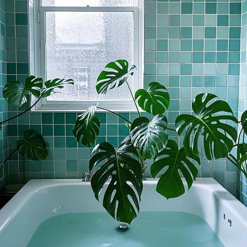 Bluehurric Kreuzstich Stickerei Set Vorgedruckt erwachsene anfanger Monstera Badewanne Anself DIY Starter Stickbild Handwerk11CT Geschenk Heimdekoration Bluehurric Kreuzstich Stickerei Set Vorgedruckt erwachsene anfanger Monstera Badewanne Anself DIY Starter Stickbild Handwerk11CT Geschenk Heimdekoration von Bluehurric