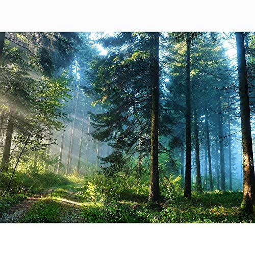 Bluehurric Stickpackungen Kreuzstich Set Vorgedruckt erwachsene anfanger Wald Kreuzstich Stickerei Starter Set DIY Stickbild Handwerk 11CT Geschenk Heimdekoration(16×20inch Bluehurric Stickpackungen Kreuzstich Set Vorgedruckt erwachsene anfanger Wald Kreuzstich Stickerei Starter Set DIY Stickbild Handwerk 11CT Geschenk Heimdekoration(16×20inch von Bluehurric