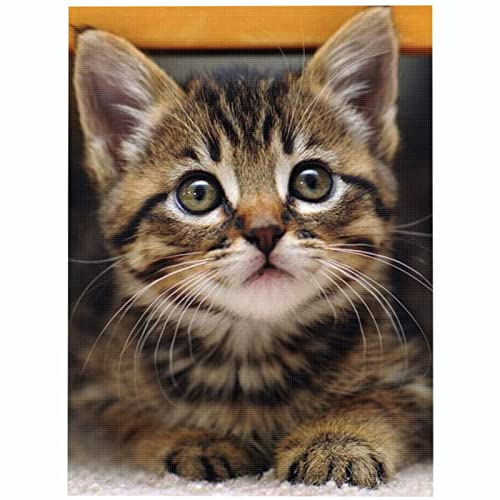 Bluehurric kreuzstich set Vorgedruckt erwachsene anfanger Tabby-Katze Stickpackungen Kreuzstich DIY Starter Stickbild Handwerk 11CT Geschenk Heimdekoration(16×20inch Bluehurric kreuzstich set Vorgedruckt erwachsene anfanger Tabby-Katze Stickpackungen Kreuzstich DIY Starter Stickbild Handwerk 11CT Geschenk Heimdekoration(16×20inch von Bluehurric