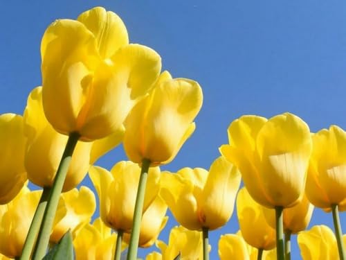 Brennora 11CT Vorgedrucktes Kreuzstich-Set Tulpen für Erwachsene und Anfänger DIY Stickbilder für Wandkunst-Heimdekoration 40x50 cm Brennora 11CT Vorgedrucktes Kreuzstich-Set Tulpen für Erwachsene und Anfänger DIY Stickbilder für Wandkunst-Heimdekoration 40x50 cm von Brennora