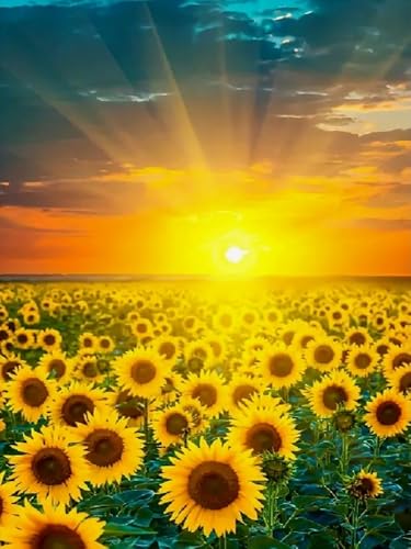 Brennora 5D-Diamant-Malset Sonnige Blumen DIY-Malset für Erwachsene und Kinder Malen nach Zahlen runde Strass-Bastelleinwand für Heimdekoration 40x50 cm Brennora 5D-Diamant-Malset Sonnige Blumen DIY-Malset für Erwachsene und Kinder Malen nach Zahlen runde Strass-Bastelleinwand für Heimdekoration 40x50 cm von Brennora