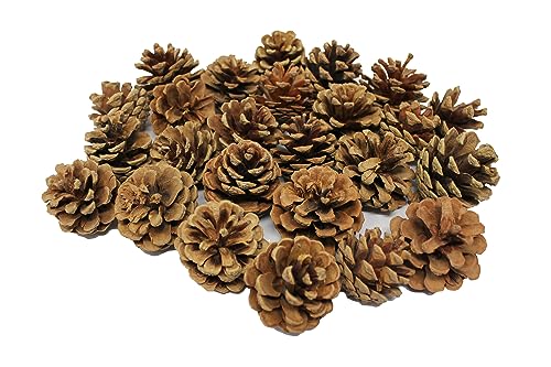 Bright Ideas BI8401 Natürliche Tannenzapfen, Holz, natur, 4-6cm Bright Ideas BI8401 Natürliche Tannenzapfen, Holz, natur, 4-6cm von Bright Ideas