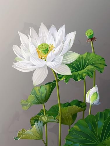 Malen Nach Zahlen Lotus Paint by Numbers Blume Malen Nach Zahlen Kinder ab 7 8 9 10 jahre mädchen Handgemalt Ölgemälde Kreativ Set Mit 3 Pinseln und Acrylfarbe Leinwand Kit 30X40cm (mit Rahmen) a-5C von Bugufen
