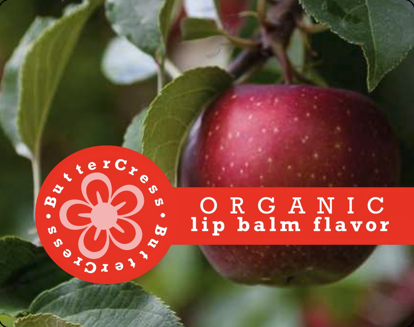 Apple Thyme Bio Lippenbalsam Aromaöl | Ungesüßtes Lippenaroma Für Balsam, Gloss & Peelings von ButterCress