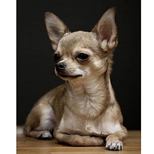 Vollständige runde Diamant-Stickerei Chihuahua, 5D, niedliches Haustier-Diamantbild mit Strasssteinen, Heimdekoration von Bzwyonst