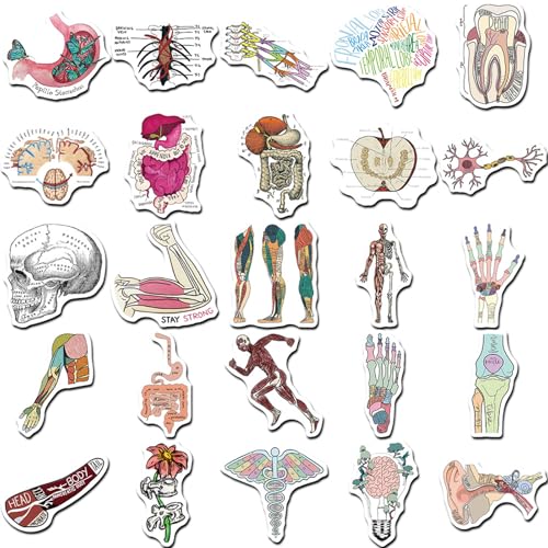 CALLYSONIC Laptop Sticker,Anatomy Stickers,Meme Sticker,50 Stück Cartoon Organ Anatomie Diagramm Aufkleber,Geeignet für Laptops, Teetassen, Tablets CALLYSONIC Laptop Sticker,Anatomy Stickers,Meme Sticker,50 Stück Cartoon Organ Anatomie Diagramm Aufkleber,Geeignet für Laptops, Teetassen, Tablets von CALLYSONIC
