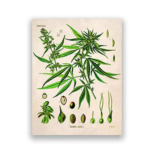 Gemälde für Wohnzimmer Cannabis Illustration Vintage Poster Botanischer Druck Marihuana Pflanze Leinwand Gemälde Wandkunst Bilder Wohnzimmer Wohnkultur 50x70cm Ungerahmt von CAYBES