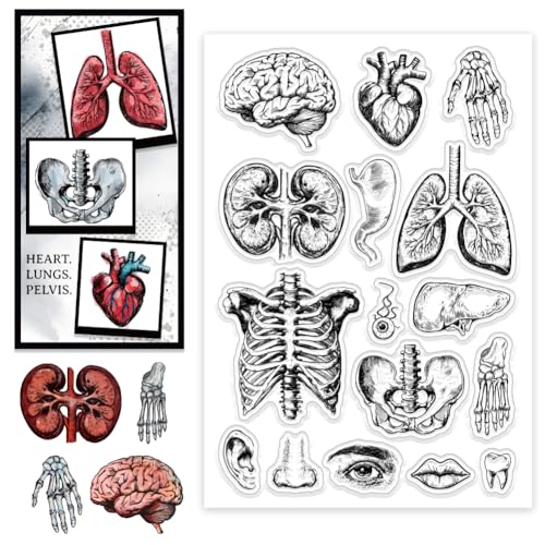 CHGCRAFT Menschlichen Körper Organe klar Stempel benutzerdefinierte Silikon klar Stempel Musik Siegel Stempel für DIY Scrapbooking Foto dekorative Karten machen, gemischte Formen, 6,3x4,33x0,12 Zoll CHGCRAFT Menschlichen Körper Organe klar Stempel benutzerdefinierte Silikon klar Stempel Musik Siegel Stempel für DIY Scrapbooking Foto dekorative Karten machen, gemischte Formen, 6,3x4,33x0,12 Zoll von CHGCRAFT