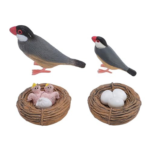 CHICIRIS Finch Model Set Bird Toys PVC -Simulations -Wachstumszyklus Schlupfspielzeugsandkasten Dekoration und Frühbildung, für Tierliebhaber und Sandtischspiele mit Interaktivem Lernen von CHICIRIS