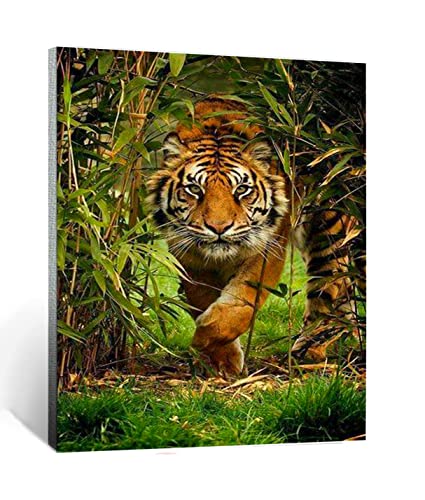 Malen nach Zahlen Kits für Erwachsene und Kinder Dschungel-Tiger-Tier mit Pinsel und Acrylpigment Diy Digitale Leinwand Malerei für Erwachsene Anfänger-16X20 Zoll Rahmenlos von CHKNUJY