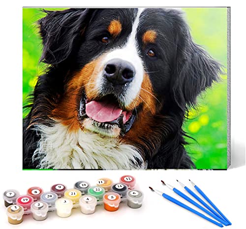 CHKNUJY Malen nach Zahlen berner sennenhund haustier hund tier Kits für Anfänger Erwachsene DIY Art Decor Handgemalte Malerei nach Zahlen Kreatives Geschenk Home Decoration 16x20 Zoll rahmenlos CHKNUJY Malen nach Zahlen berner sennenhund haustier hund tier Kits für Anfänger Erwachsene DIY Art Decor Handgemalte Malerei nach Zahlen Kreatives Geschenk Home Decoration 16x20 Zoll rahmenlos von CHKNUJY