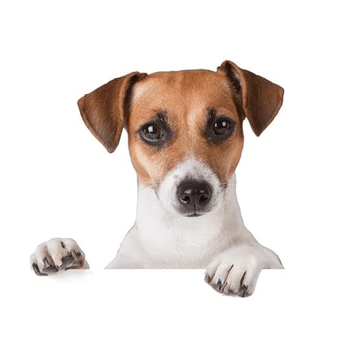CHSLO 1 stück lustige Jack Russell Terrier Hund Motorrad Fahrrad Aufkleber Welpe Auto Styling Aufkleber CHSLO 1 stück lustige Jack Russell Terrier Hund Motorrad Fahrrad Aufkleber Welpe Auto Styling Aufkleber von CHSLO