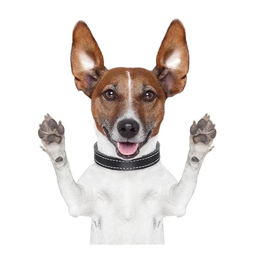 CHSLO 1 stück lustige Jack Russell Terrier Hund Motorrad Fahrrad Aufkleber Welpe Auto Styling Aufkleber von CHSLO