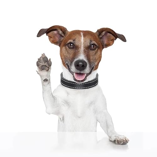 CHSLO 1 stück lustige Jack Russell Terrier Hund Motorrad Fahrrad Aufkleber Welpe Auto Styling Aufkleber CHSLO 1 stück lustige Jack Russell Terrier Hund Motorrad Fahrrad Aufkleber Welpe Auto Styling Aufkleber von CHSLO