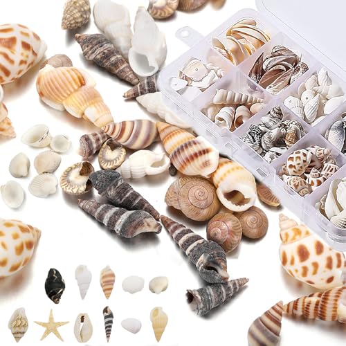 320 Muscheln zum Basteln, 10 Verschiedene Arten Natürliche Muscheln Deko, 3 Boxen Muscheln Gemischt, Ideal für DIY Handwerk und Vase Füllstoffe Dekoration, Hochzeitsdeko, Schmuckherstellung von CJAPGJW
