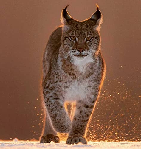CSUNNY DIY Digitales Malen nach Zahlen für Erwachsene, Luchs, schwarzes Muster, Katze, Tier, Basteln für die Wanddekoration zu Hause, 40 x 50 cm CSUNNY DIY Digitales Malen nach Zahlen für Erwachsene, Luchs, schwarzes Muster, Katze, Tier, Basteln für die Wanddekoration zu Hause, 40 x 50 cm von CSUNNY