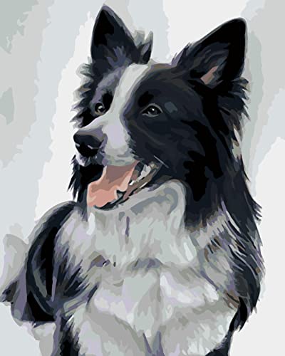 CSUNNY Malen nach Zahlen für Erwachsene, Malen nach Zahlen, Border-Collie-Haustier, Hundetier, inklusive Pinsel und Acrylfarben, 40 x 50 cm CSUNNY Malen nach Zahlen für Erwachsene, Malen nach Zahlen, Border-Collie-Haustier, Hundetier, inklusive Pinsel und Acrylfarben, 40 x 50 cm von CSUNNY