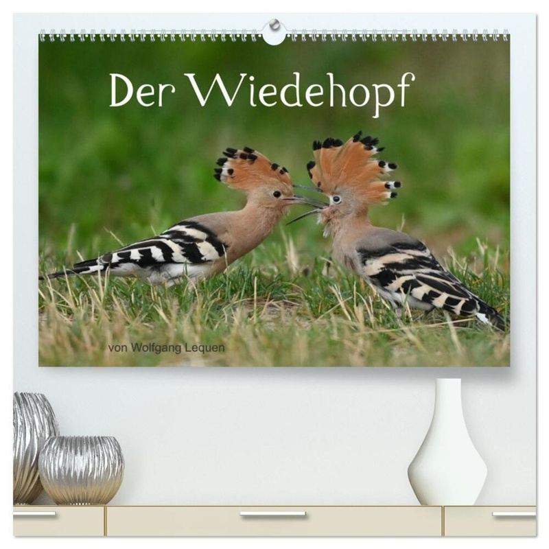 Der Wiedehopf (Hochwertiger Premium Wandkalender 2024 Din A2 Quer), Kunstdruck In Hochglanz von Calvendo