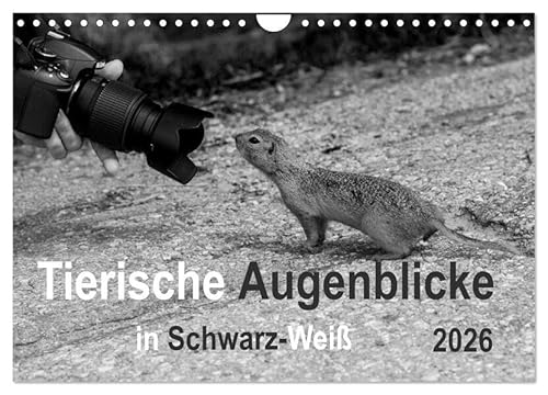 Tierische Augenblicke in Schwarz-Weiß (Wandkalender 2026 DIN A4 quer), CALVENDO Monatskalender: Ausdrucksstarke Tierbilder in schwarz-weiß zeichnen diesen Kalender aus (CALVENDO Tiere) von Calvendo