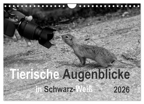Tierische Augenblicke in Schwarz-Weiß (Wandkalender 2026 DIN A4 quer), CALVENDO Monatskalender: Ausdrucksstarke Tierbilder in schwarz-weiß zeichnen diesen Kalender aus (CALVENDO Tiere) von CALVENDO