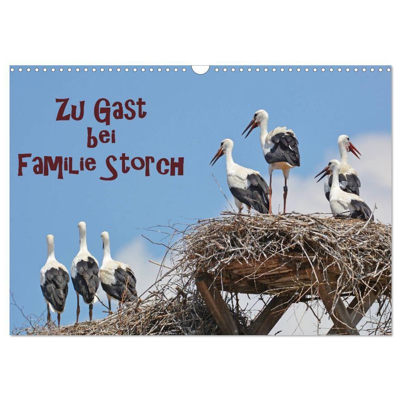 Zu Gast Bei Familie Storch (Wandkalender 2024 Din A3 Quer), Calvendo Monatskalender von Calvendo