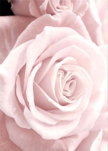 CaptainCrafts Malen nach Zahlen Erwachsene, Malen nach Zahlen Kit enthält Pigmente Leinen Leinwand Pinsel DIY Ölmalerei warmes Geschenk (Mit Rahmen, Rosa Mondblume) von CaptainCrafts