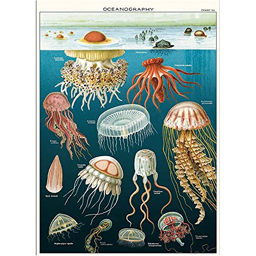 Cavallini Poster, Geschenkpapier Quallen Jellyfish von Cavallini