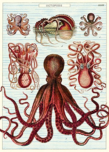 Cavallini Poster und Geschenkpapier, Vintage Oktopus von Cavallini