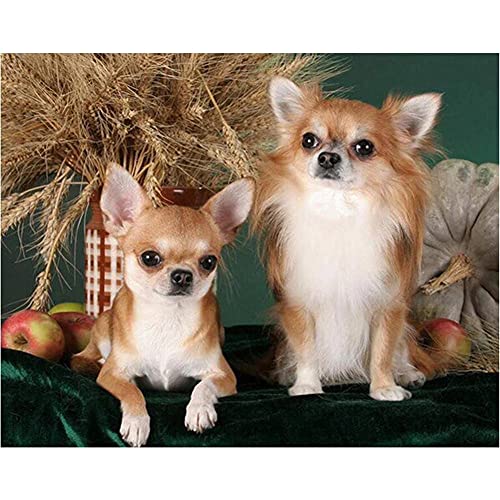 Cekog Diamond Painting Set Full,Chihuahua-Hund Diamant Painting Bilder, 5D DIY Diamant Malerei Kit für Erwachsene/Kinder,Strass Stickerei Kreuzstich Kunst,für Dekoration Home Wall Round Drill 30x40cm Cekog Diamond Painting Set Full,Chihuahua-Hund Diamant Painting Bilder, 5D DIY Diamant Malerei Kit für Erwachsene/Kinder,Strass Stickerei Kreuzstich Kunst,für Dekoration Home Wall Round Drill 30x40cm von Cekog