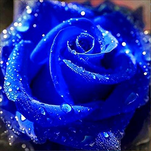 DIY 5D Diamond Painting, Crystal Rhinestone Embroidery Pictures Arts Craft for Home Wall Decor Blue Rose 11.8 x 11.8 DIY 5D Diamond Painting, Crystal Rhinestone Embroidery Pictures Arts Craft for Home Wall Decor Blue Rose 11.8 x 11.8 von Cenda