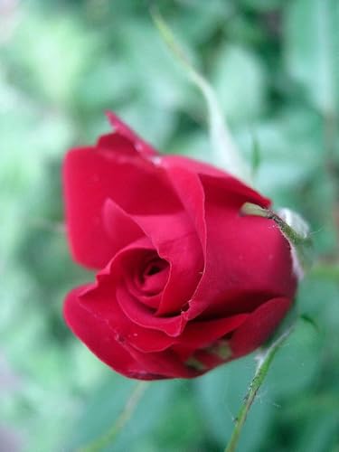 Chaozhirui DIY Kreuzstich-Stickset Stickpackung Rote Rose Bunte Blumen Kreuzstich-Set aus Baumwolle, 11CT-40X50CM von Chaozhirui