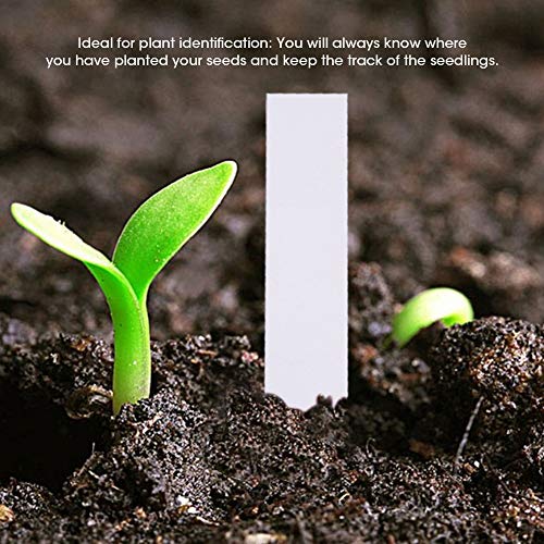 Cocoarm Pflanzensamenbezeichnungen Gartenmarkierungen Anlagen Identifikations -Tags 100 PCs Multicolor PVC Wasserdicht Wiederverwendbar mit 4 Farben für Samenschalen Töpfe Junge Pflanzen (WHITE) von Cocoarm