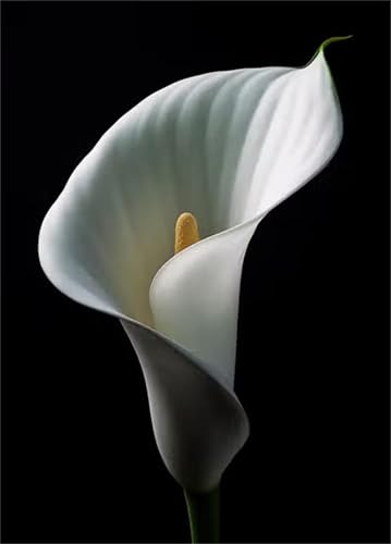 Cooiiye Diamond Painting Calla-Lilien-Blumen,DIY 5D Diamond Painting Set Erwachsene Vollbohrer Strass Kristall Kreuzstich Stickerei Diamant Painting Bilder für Wohnzimmer Wanddeko Round Drill,50x70cm Cooiiye Diamond Painting Calla-Lilien-Blumen,DIY 5D Diamond Painting Set Erwachsene Vollbohrer Strass Kristall Kreuzstich Stickerei Diamant Painting Bilder für Wohnzimmer Wanddeko Round Drill,50x70cm von Cooiiye