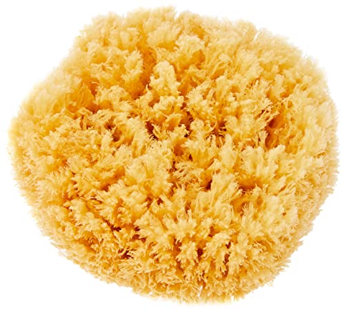 CROLL & DENECKE P180, Naturschwamm, Meeresschwamm Handveredelt aus dem Meer, 18 cm, Natur, 1 Stück CROLL & DENECKE P180, Naturschwamm, Meeresschwamm Handveredelt aus dem Meer, 18 cm, Natur, 1 Stück von Croll & Denecke