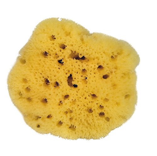 CROLL & DENECKE Naturschwamm, Natur, 20 cm CROLL & DENECKE Naturschwamm, Natur, 20 cm von Croll & Denecke
