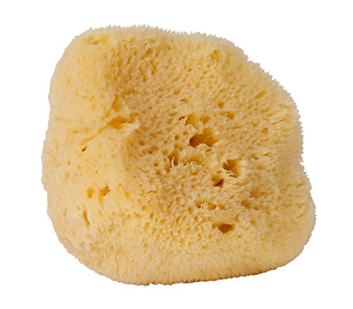 CROLL & DENECKE L140, Naturschwamm, Silk Meeresschwamm Handveredelt aus dem Meer, 14 cm, Natur, 1 Stück CROLL & DENECKE L140, Naturschwamm, Silk Meeresschwamm Handveredelt aus dem Meer, 14 cm, Natur, 1 Stück von Croll & Denecke