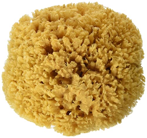 CROLL & DENECKE P170, Naturschwamm, Meeresschwamm Handveredelt aus dem Meer, 17 cm, Natur, 1 Stück CROLL & DENECKE P170, Naturschwamm, Meeresschwamm Handveredelt aus dem Meer, 17 cm, Natur, 1 Stück von Croll & Denecke