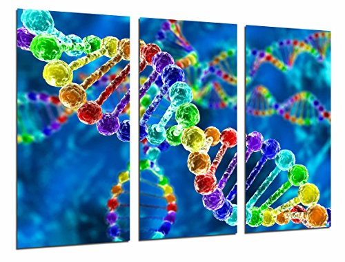 Fotoposter Biologie Wissenschaft Chromosom DNA Kette Farbe Gesamtgröße: 97 x 62 cm XXL von Cuadros Cámara