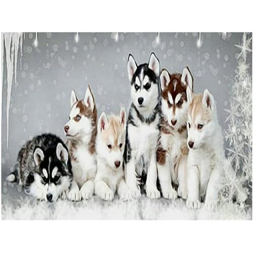 DCIDBEI 5D DIY Square Drill Diamond Painting Full Groß Hunde Husky 50x40cm Quadratische Diamanten Strass Kreuzstich Stickerei Kristall Leinwand Diamant Malerei Bilder Malen nach Zahlen Erwachsene von DCIDBEI