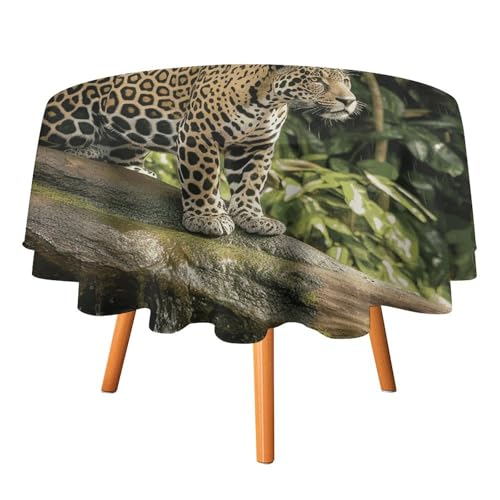 DDTKLSNV Runde Tischdecke mit Katze auf Baumstamm, Wasserfall, 177,8 x 177,8 cm, wasserdicht, knitterfrei, schmutzabweisend, waschbar, Tischdecke für Picknick, Party, Esszimmer, Heimdekoration DDTKLSNV Runde Tischdecke mit Katze auf Baumstamm, Wasserfall, 177,8 x 177,8 cm, wasserdicht, knitterfrei, schmutzabweisend, waschbar, Tischdecke für Picknick, Party, Esszimmer, Heimdekoration von DDTKLSNV