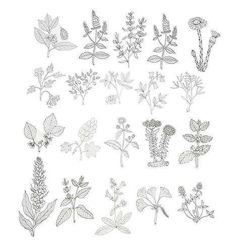 DECORNIJIA 120 Stück Diy Pflanzen Aufkleber mit Dekorativen Sticker für Scrapbooking Album Bastelprojekte für Geschenkkarten Notizbücher Fotoalben DECORNIJIA 120 Stück Diy Pflanzen Aufkleber mit Dekorativen Sticker für Scrapbooking Album Bastelprojekte für Geschenkkarten Notizbücher Fotoalben von DECORNIJIA