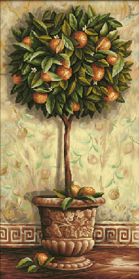 Citrus aurantium