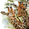 Diamond Dotz - Giraffen