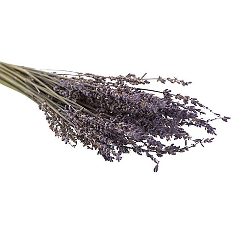 Echter Lavendel, natur Echter Lavendel, natur